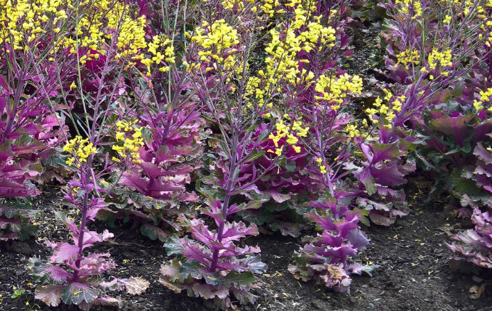 Plants with purple leaves and yellow flowers