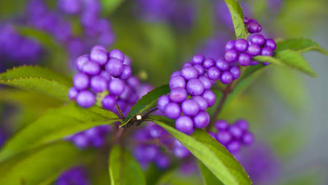  Poisonous Purple Berries