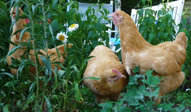 Safe weeds for chickens