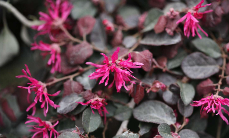 Plants with purple leaves and red flowers