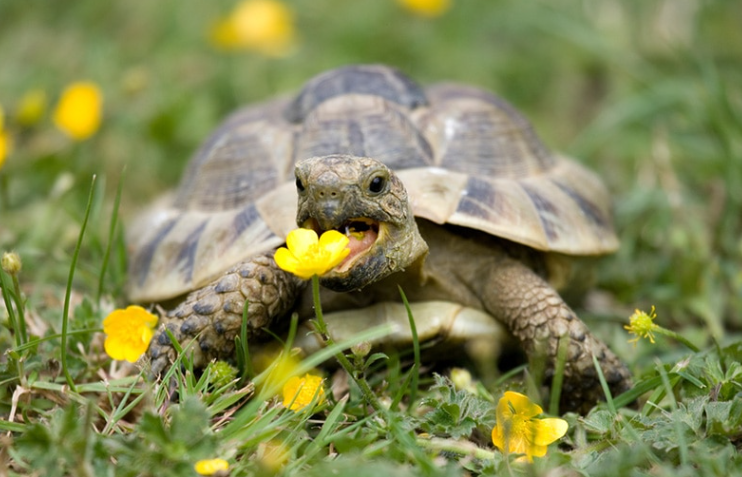 Weeds and plants for tortoises