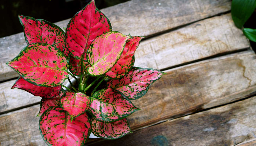 Plants with green and red leaves