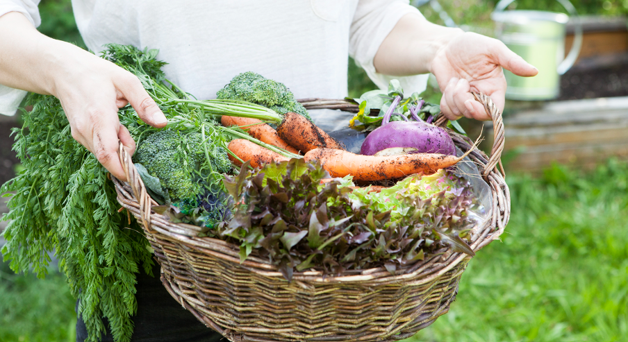 Vegetables in season in November