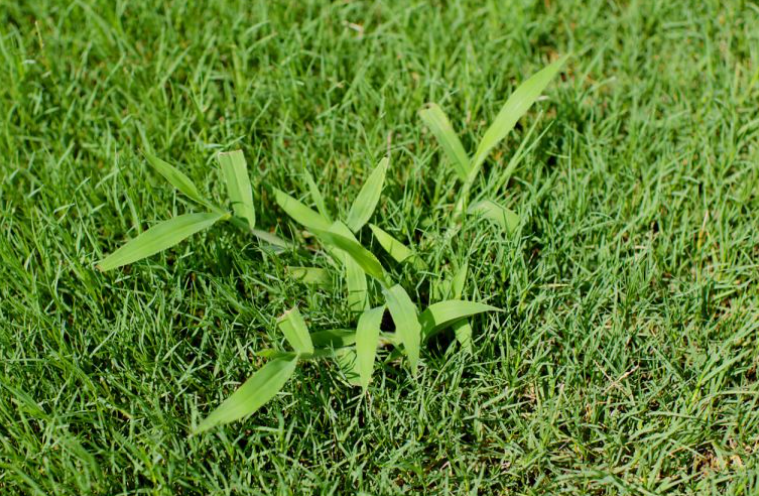 Common Lawn Weeds
