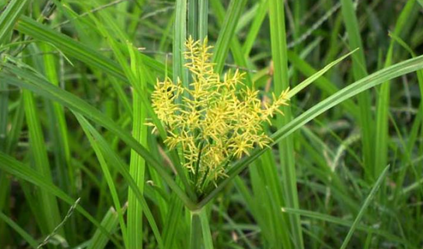 Common weeds that grow in wet areas