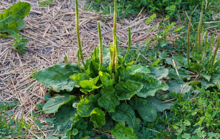 Common weeds that grow in wet areas
