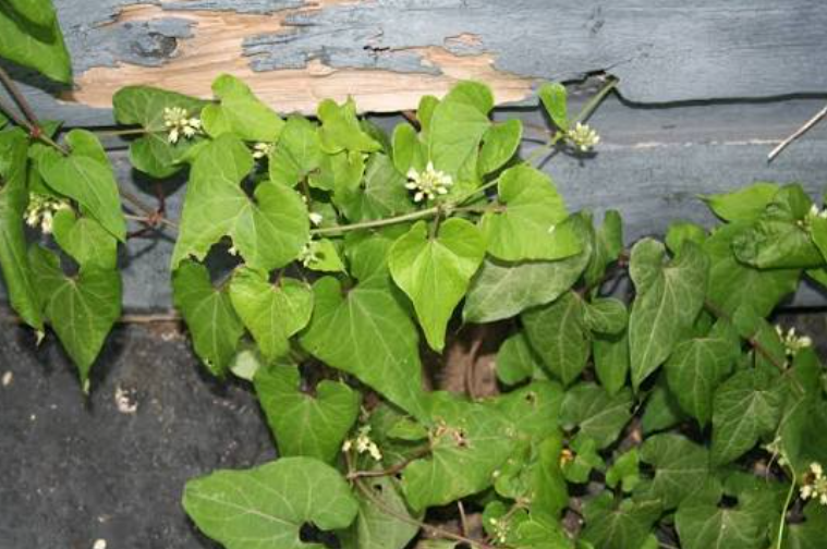 Invasive vine weeds 
