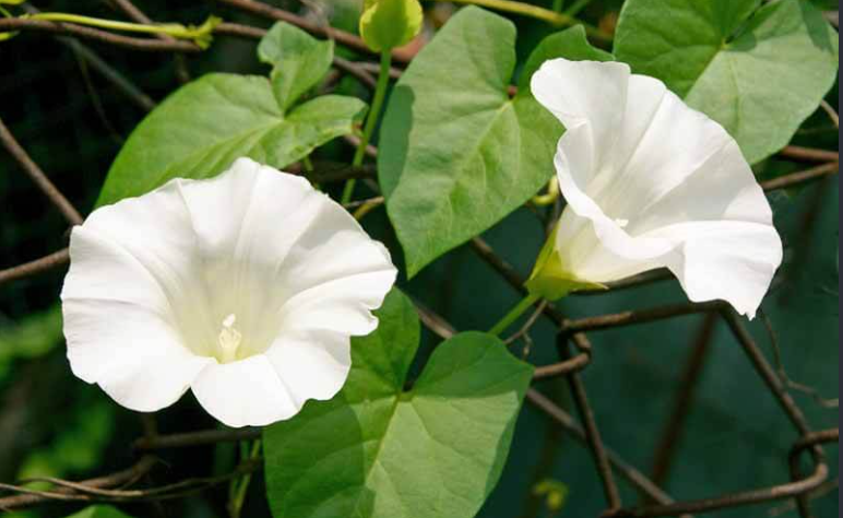 invasive vine weeds 