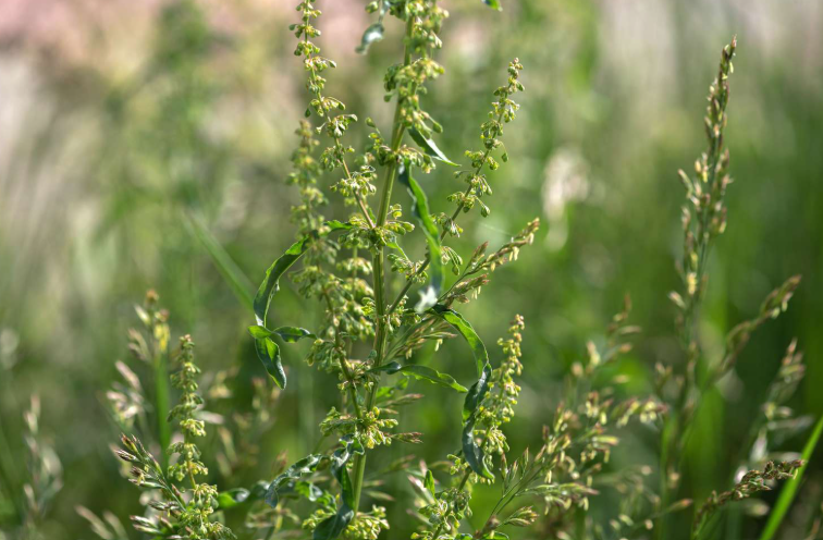 Weeds Growing Tall In the landscape