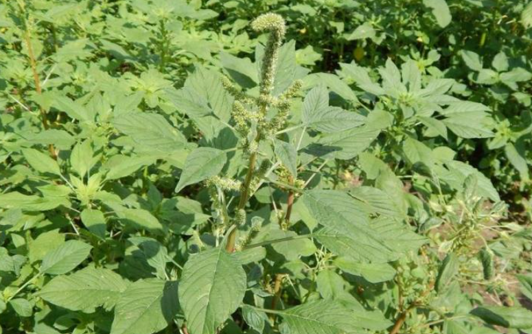 Common Tall Garden Weed