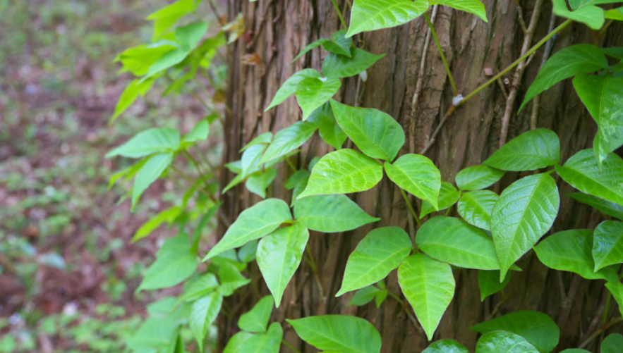 Invasive vine growing around a tree