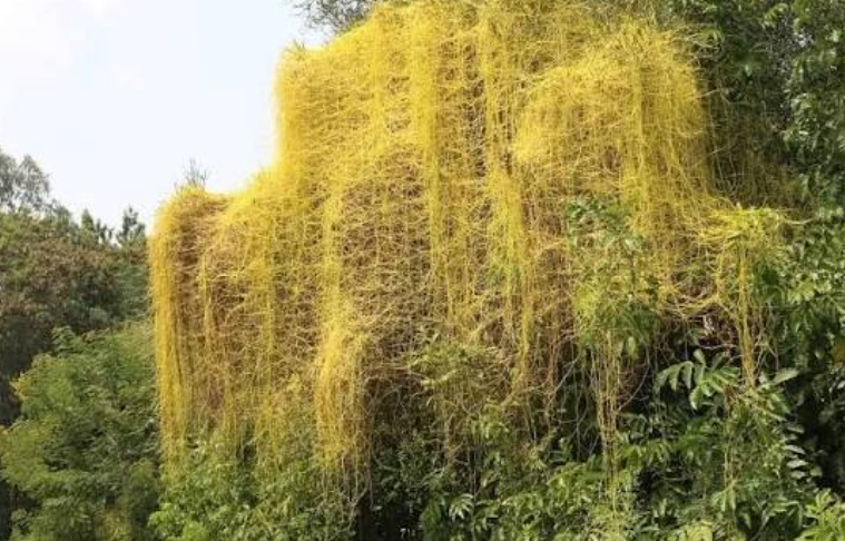 Common Tree Killer Weed