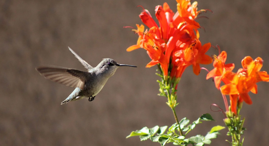 flowering vines for hummingbirds
