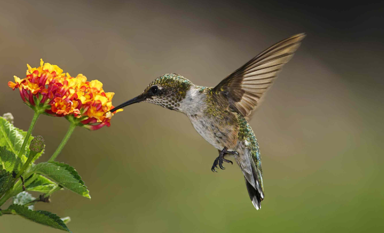 Hummingbird on a vine