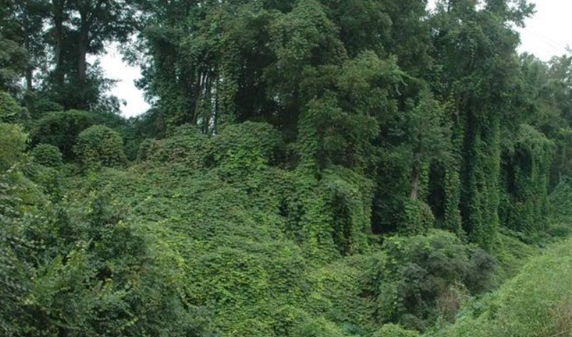 Invasive vines in Florida