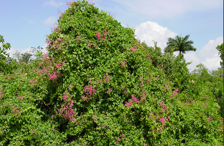 Invasive vines in Florida
