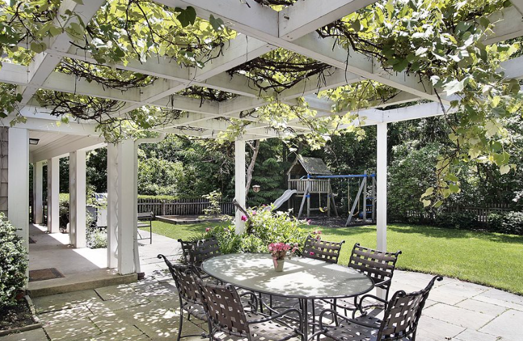 Vine growing on top of Pergola