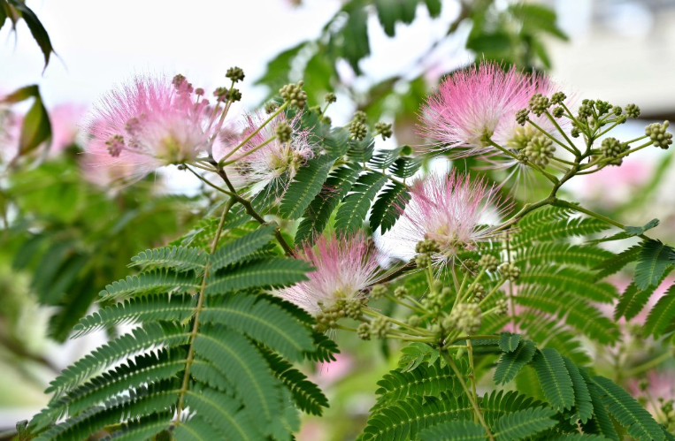 Silk Tree In the Landscape
