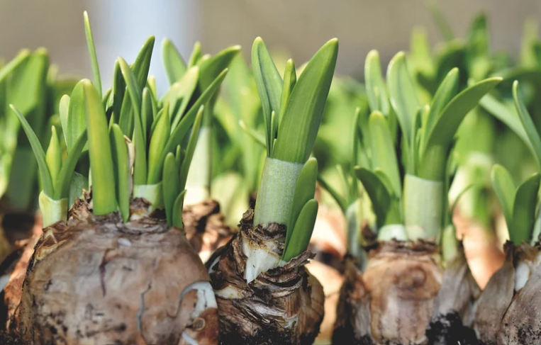 Weeds That Grow From Bulbs
