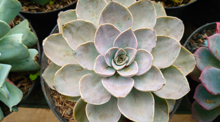 Echeveria Plant With Very Thick Leaves