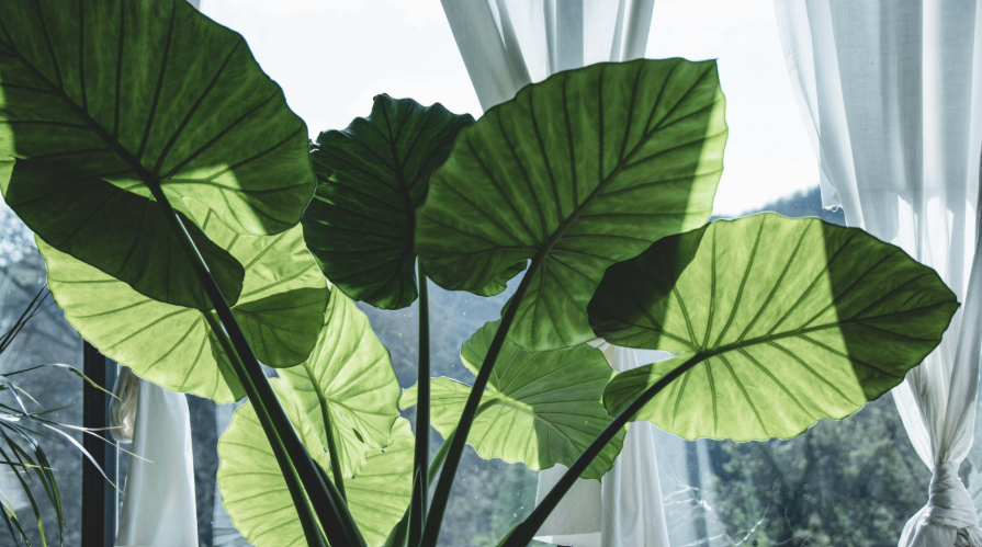 Outdoor Plants With Very Large Leaves 