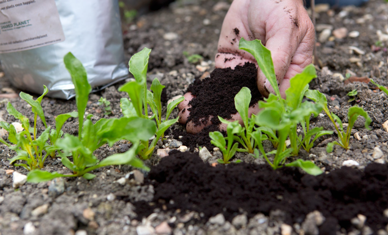 Coffee grounds being applied to plants