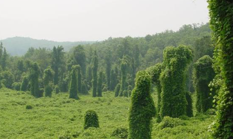  Invasive Plant Species In Michigan