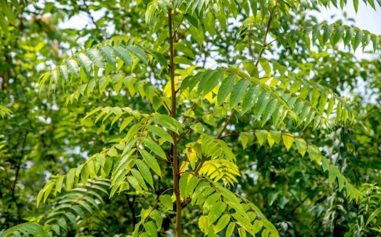Invasive tree in Michigan landscape