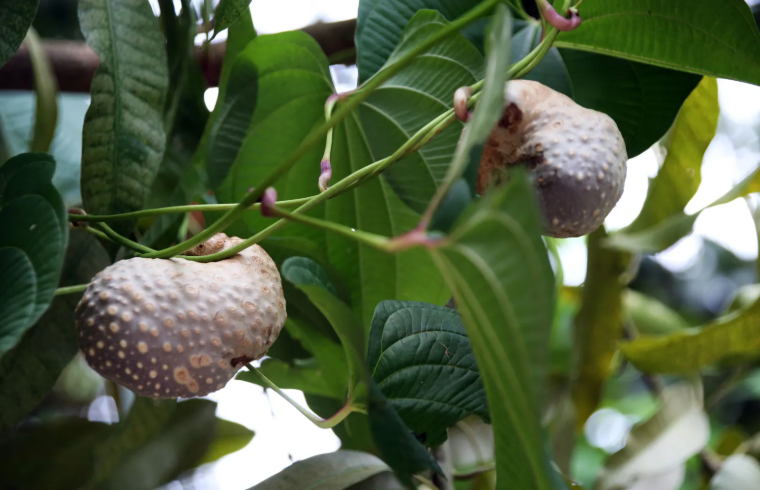 Air Potato, one of the plants banned in Florida