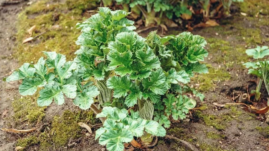 Giant Hogweed, Prohibited anywhere in California