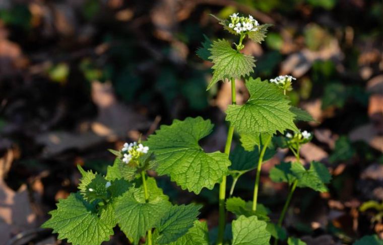 Garlic Mustard, one of the most common invasive species in ohio