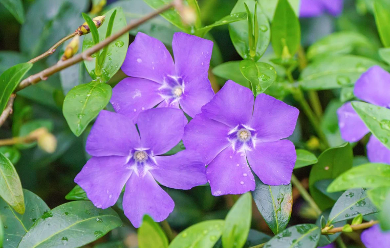Weed With Purple Flowers