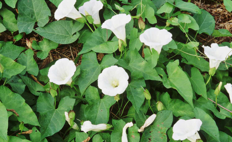 Weeds With White Flowers in the landscape