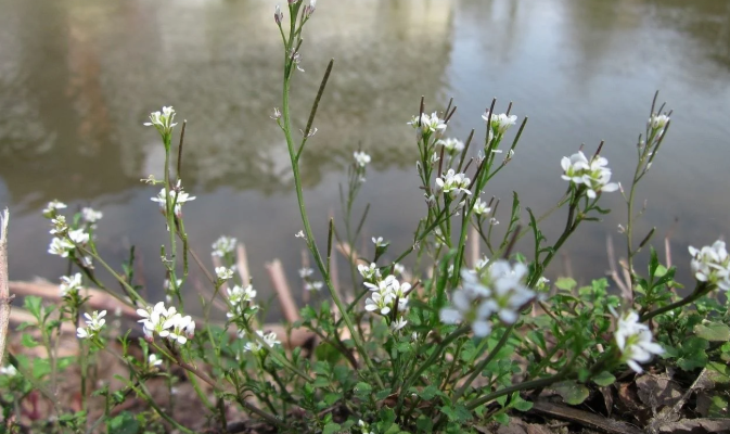 Weeds With White Flowers near a pond