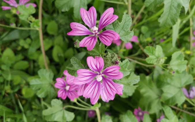 Weeds with pink flowers in the landscape