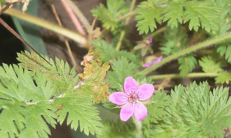 Weeds With Pink Flowers in the Parieries of Ohio