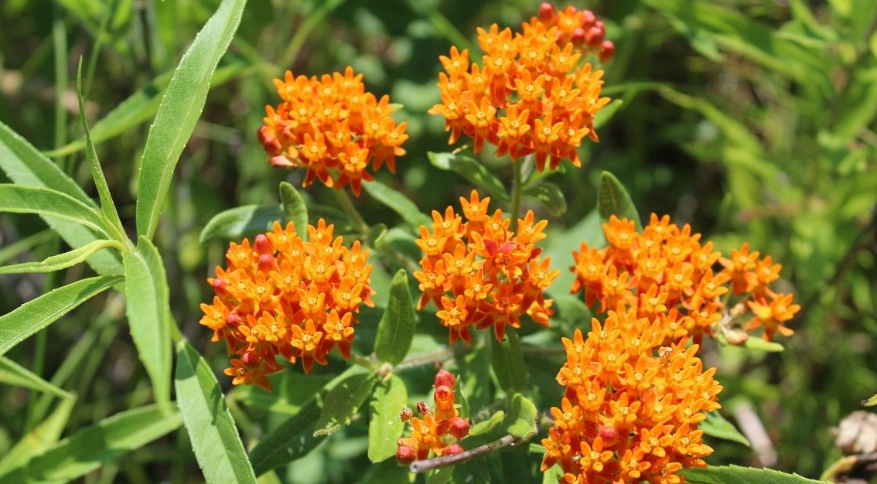 Weed with orange flowers in the garden