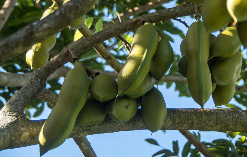 Trees with large seed pods in the landscape