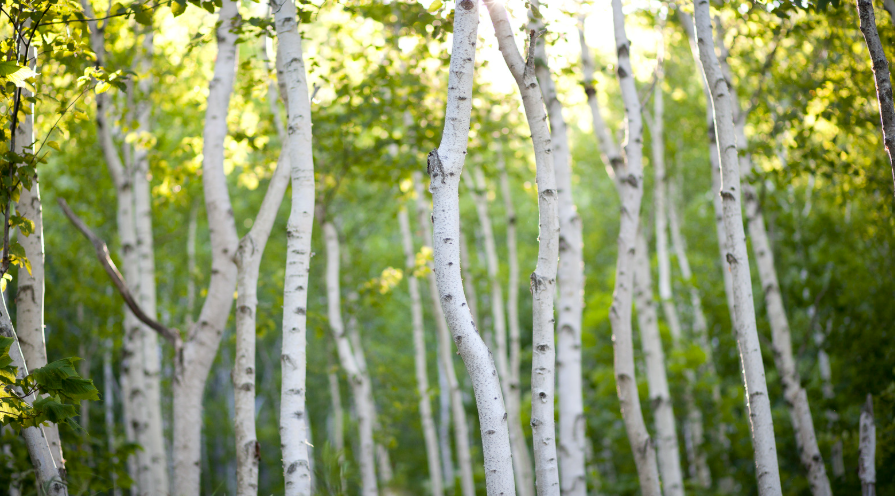 Trees With White Bark