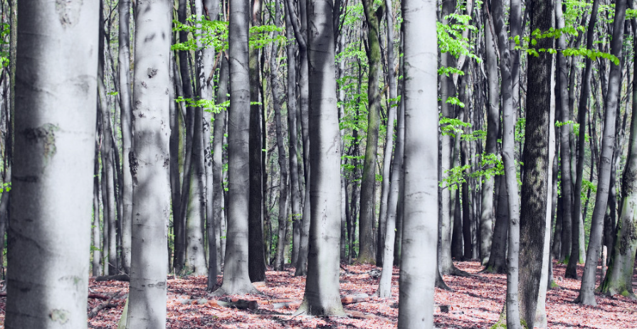 Trees With Smooth Gray Bark