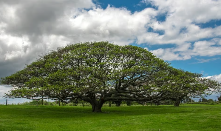 Trees With Large Canopy in the landscape