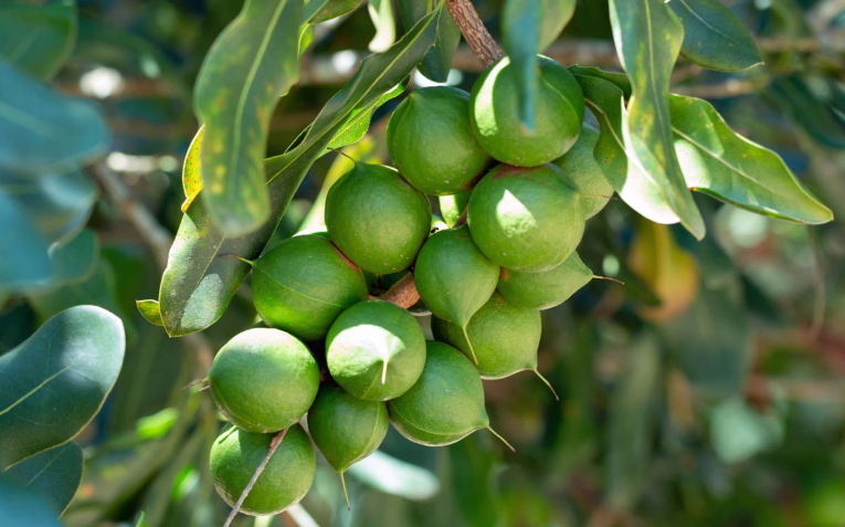 Macadamia nut tree in the yard