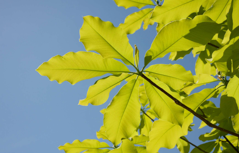 Trees With Large Leaves in the yard