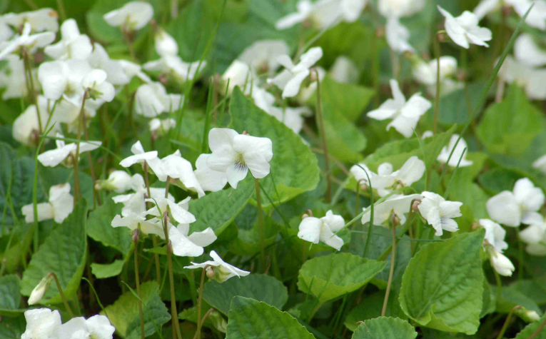 Invasive Plants With White Flowers in a swamp