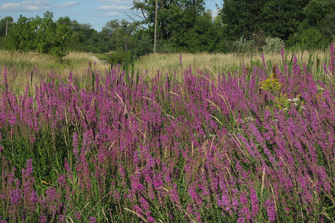 Invasive plant species in Canada