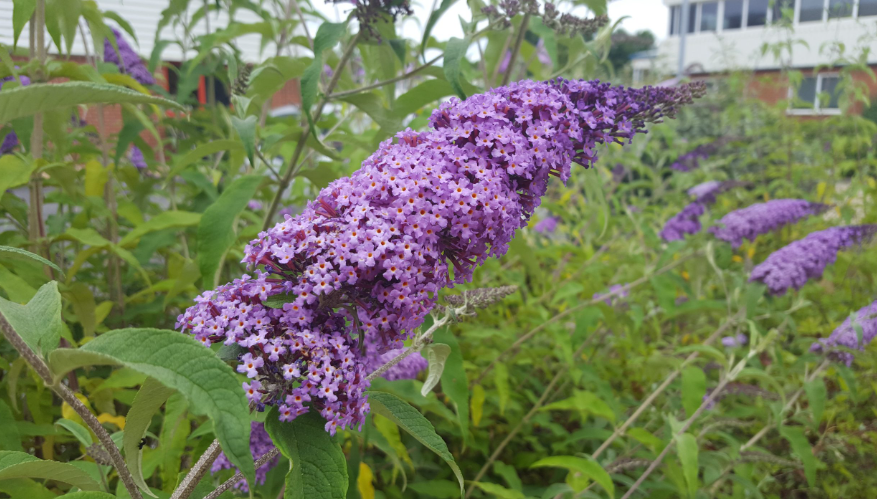 Invasive plant species in the UK