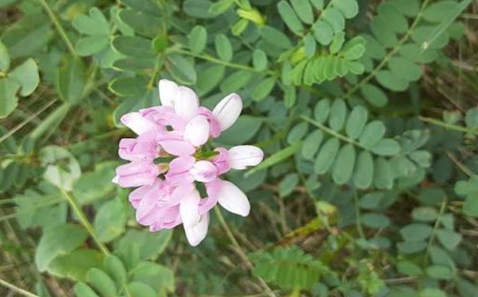 Invasive plant species in Wisconsin