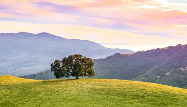 oak trees in California landscape