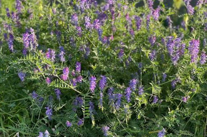 Invasive plant species in Alaska