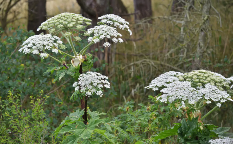 Invasive plant species in Connecticut
